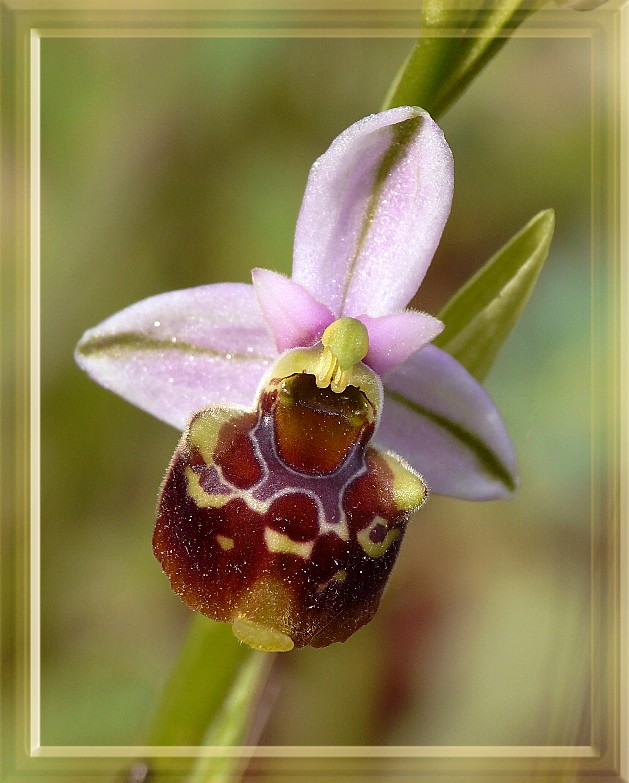 Ophrys holosericea subsp. gracilis